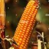 The Princess and the Corn Cob