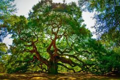 Trees