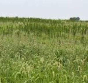 Field of Weeds