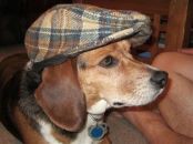Toby Tales - chapter One