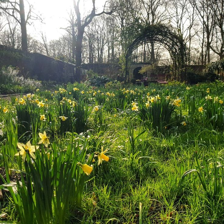 April Ghost Garden