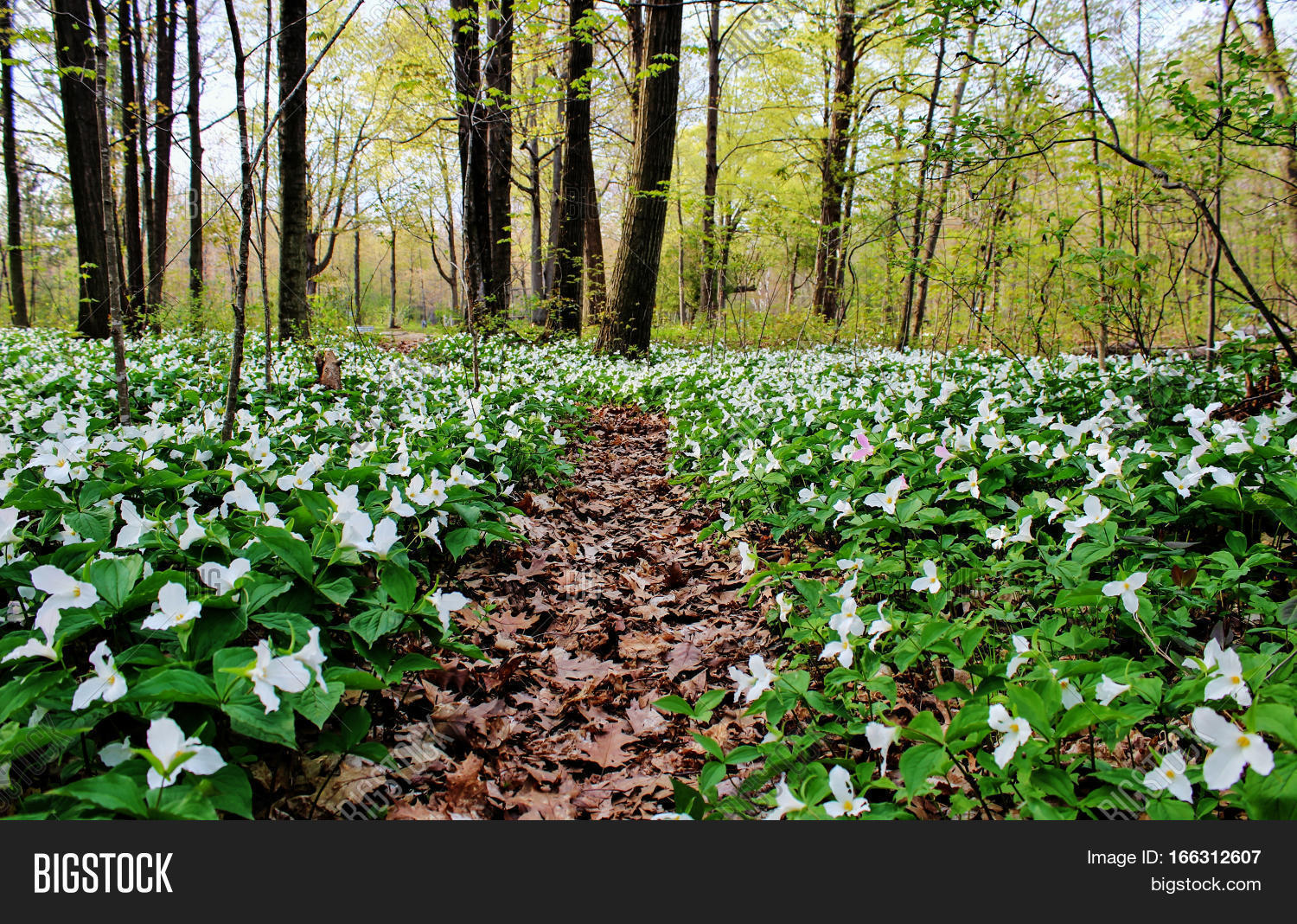 Along Spring's Verdant Trails
