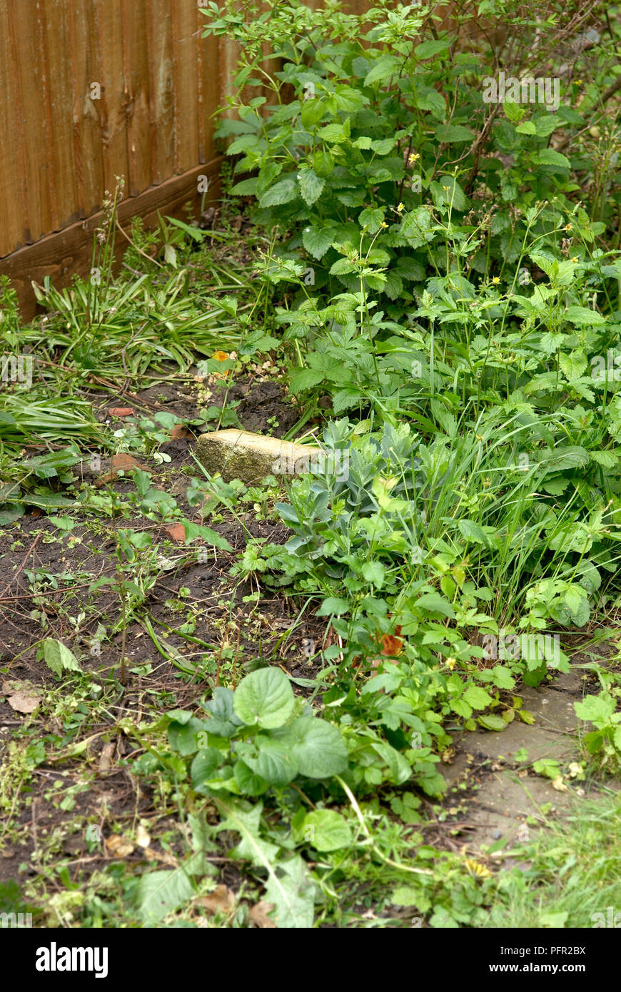 Hypocrisy's Garden