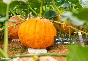 Autumnal Joys