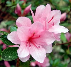 The Horticulturist
