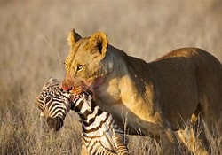 Savage Strategies for Victory (in the wild or boardroom)
