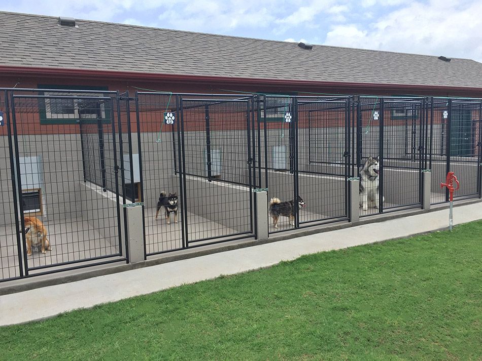 The dog's home