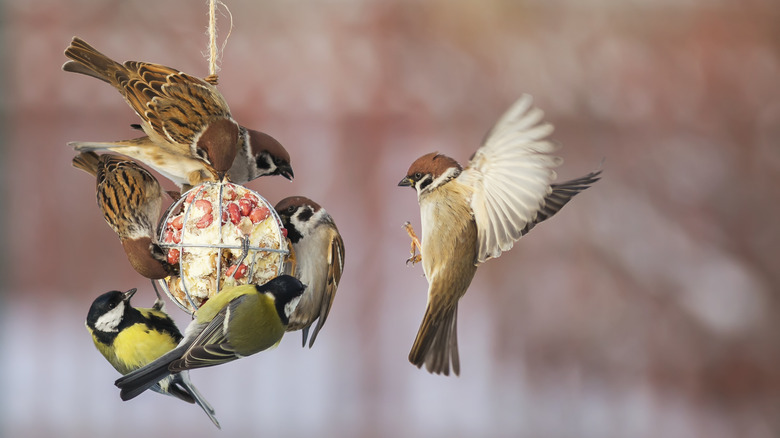 A flurry of wings