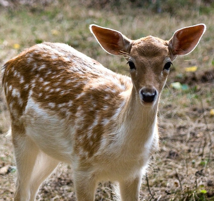Spotted fawn at dusk