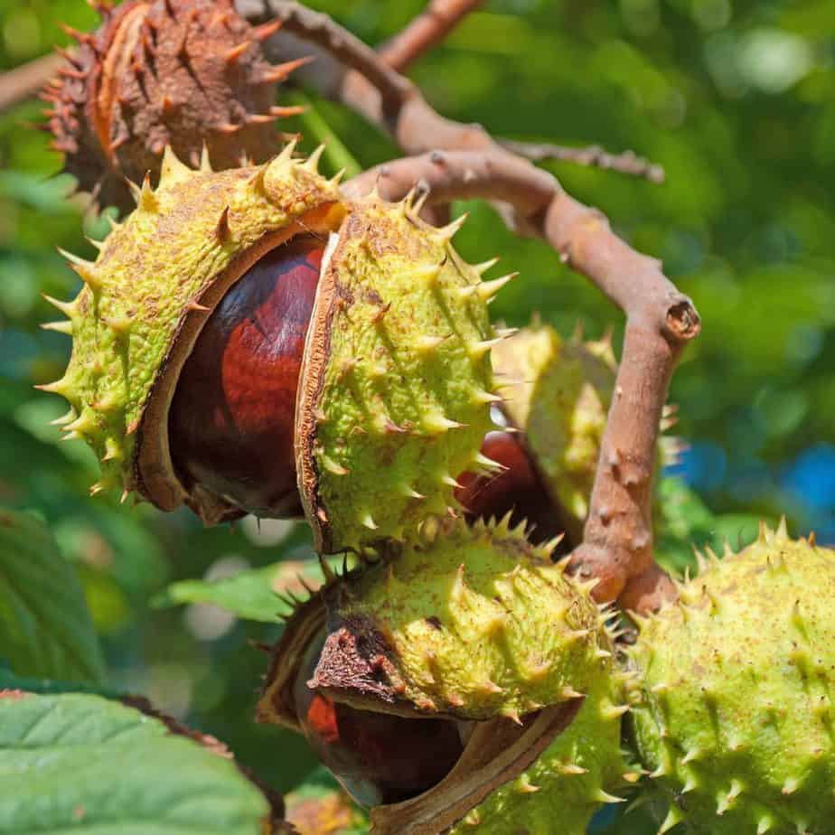The horse chestnut tree
