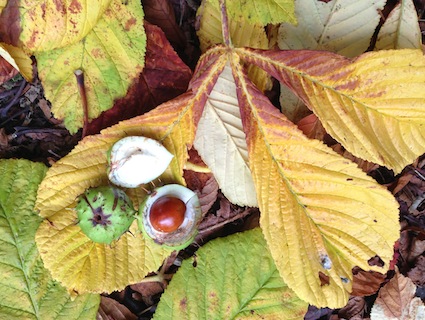 Autumn’s gifts