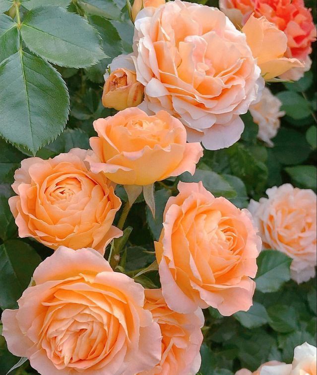 An apricot-coloured rose