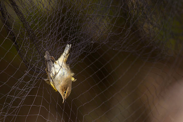 I am no bird; and no net ensnares me