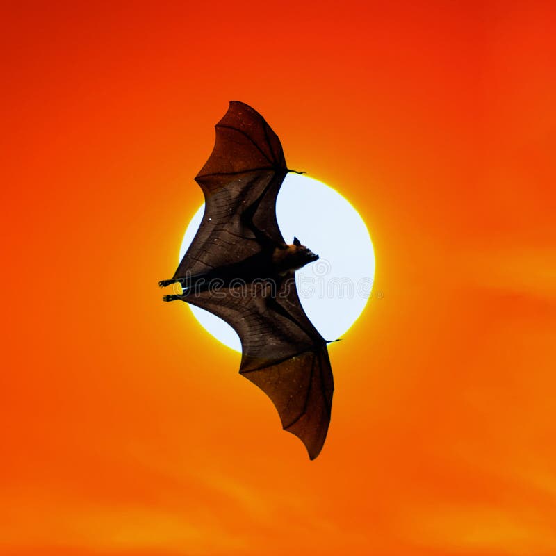 Danse de la chauve-souris